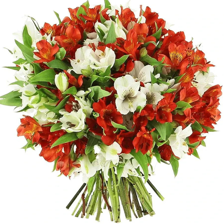 Альстромерии красно-белый микс