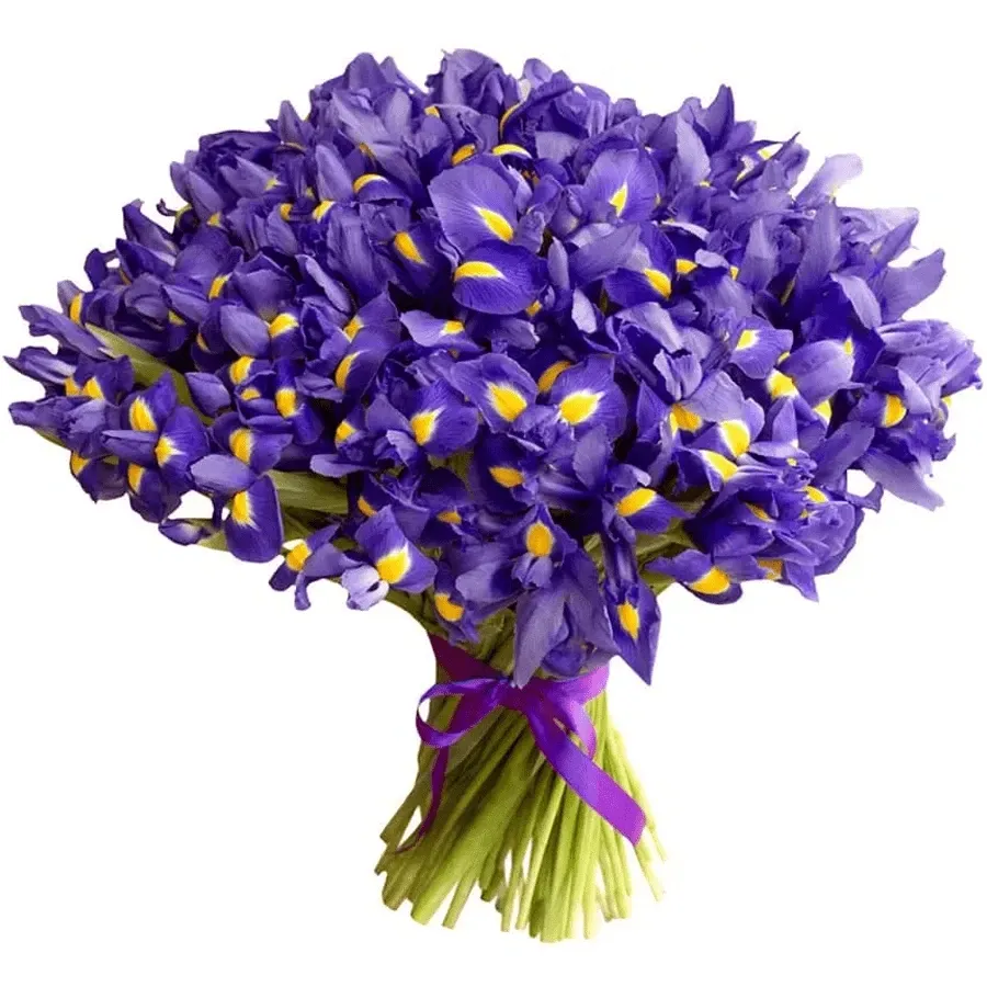 Ирисы синие